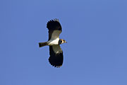 Thumbnail of the category Northern Lapwing / Peewit