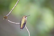 Übersichtsbild der Kategorie Kolibri / Seglervögel