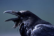 Übersichtsbild der Kategorie Kolkrabe / Rabe / Corvus corax