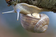 Thumbnail of the category Land Snail-Slug & Lung Snail-Slug