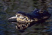 Übersichtsbild der Kategorie Mississippi-Alligator / Hechtalligator