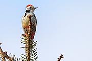 Thumbnail of the category Middle Spotted Woodpecker