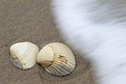 Übersichtsbild der Kategorie Muscheln an Meer, Strand & Küste