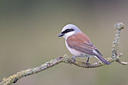 Thumbnail of the category Red-backed Shrike / Lanius collurio