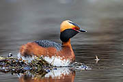 Thumbnail of the category Horned Grebe / Slavonian Grebe