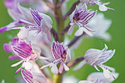 Übersichtsbild der Kategorie Orchideen / Orchideengewächse