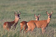 Thumbnail of the category Roe Deer / Capreolus capreolus