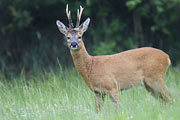 Thumbnail of the category Roe Deer pics-News