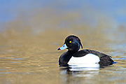 Thumbnail of the category Tufted Duck / Aythya fuligula