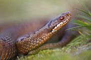 Thumbnail of the category Reptile