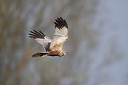 Thumbnail of the category Western Marsh Harrier / Marsh Hawk
