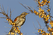 Thumbnail of the category Redwing / Turdus iliacus