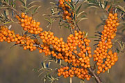 Thumbnail of the category Common Seabuckthorn