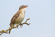 Thumbnail of the category Sedge Warbler