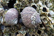 Thumbnail of the category Snails at Ocean, Beach and Coast