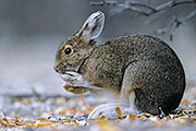 Thumbnail of the category Snowshoe Hare / Lepus americanus