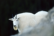 Thumbnail of the category Mountain Goat / Rocky Mountain Goat