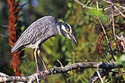 Thumbnail of the category Heron and Crane several species