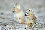 Thumbnail of the category Black-tailed Prairie Dog