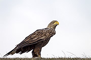 Thumbnail of the category White-tailed Eagle / Gray Eagle