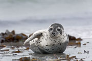 Thumbnail of the category Harbour Seal / Harbor Seal