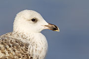 Thumbnail of the category Herring Gull / Larus argentatus
