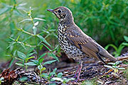 Thumbnail of the category Song Thrush / Turdus philomelos