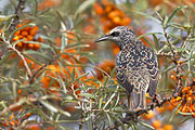 Thumbnail of the category Common Starling / Starling