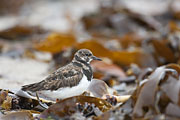Thumbnail of the category Ruddy Turnstone / Arenaria interpres
