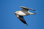 Thumbnail of the category Common Gull / Larus canus