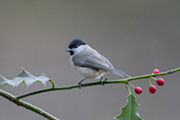 Thumbnail of the category Marsh Tit / Poecile palustris