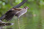 Thumbnail of the category Common Moorhen / Swamp Chicken