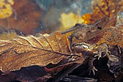 Thumbnail of the category Smooth Newt / Common Newt