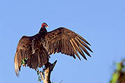 Thumbnail of the category Turkey Vulture / John Crow