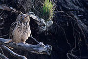 Thumbnail of the category Eurasian Eagle-Owl / Eagle Owl