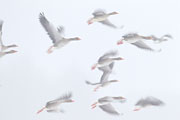 Thumbnail of the category Bird photography-News