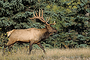 Thumbnail of the category Elk / Wapiti / Cervus canadensis
