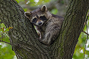 Thumbnail of the category Raccoon / Coon / Common Raccoon