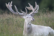 Thumbnail of the category White Red Deer / Cervus elaphus