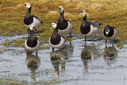Thumbnail of the category Barnacle Goose / Branta leucopsis