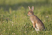 Thumbnail of the category European Rabbit / Common Rabbit