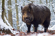 Thumbnail of the category Wild Boar / Wild Swine / Sus scrofa