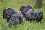 Thumbnail of the category Wild Turkey / Meleagris gallopavo