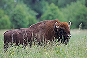 Thumbnail of the category European Bison / Wisent