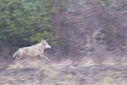 Thumbnail of the category Wolf in Germany / Canis lupus