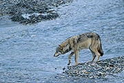 Übersichtsbild der Kategorie Wolf / Grauwolf / Mackenzie-Wolf