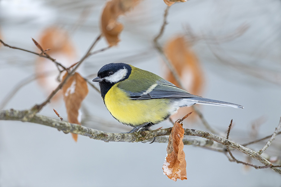 Die Kohlmeise bebruetet das Gelege 12 - 15 Tage  -  (Foto Kohlmeise im Winter auf dem Ast einer Rotbuche), Parus major, After an incubation period of 12 - 15 days, the young birds of the Great tit hatch  -  (Photo Great tit in winter on the branch of a Common beech)