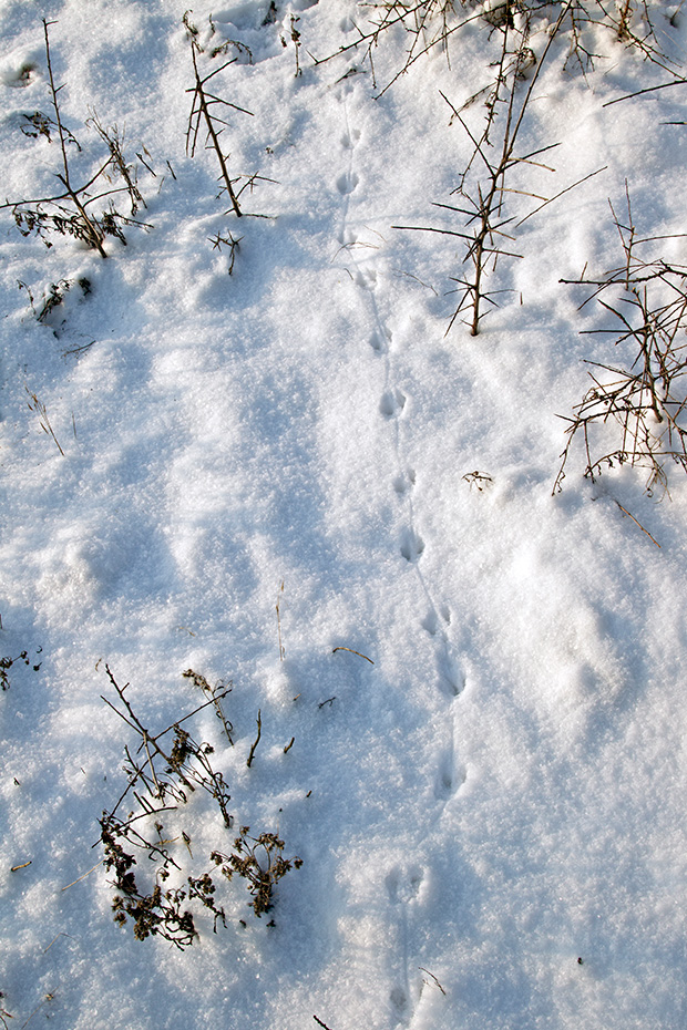 Mausspuren im Schnee  -  Typische Spuren einer Langschwanzmaus im Schnee, Apodemus species, Mouse tracks in snow  -  Typical tracks of murids in snow