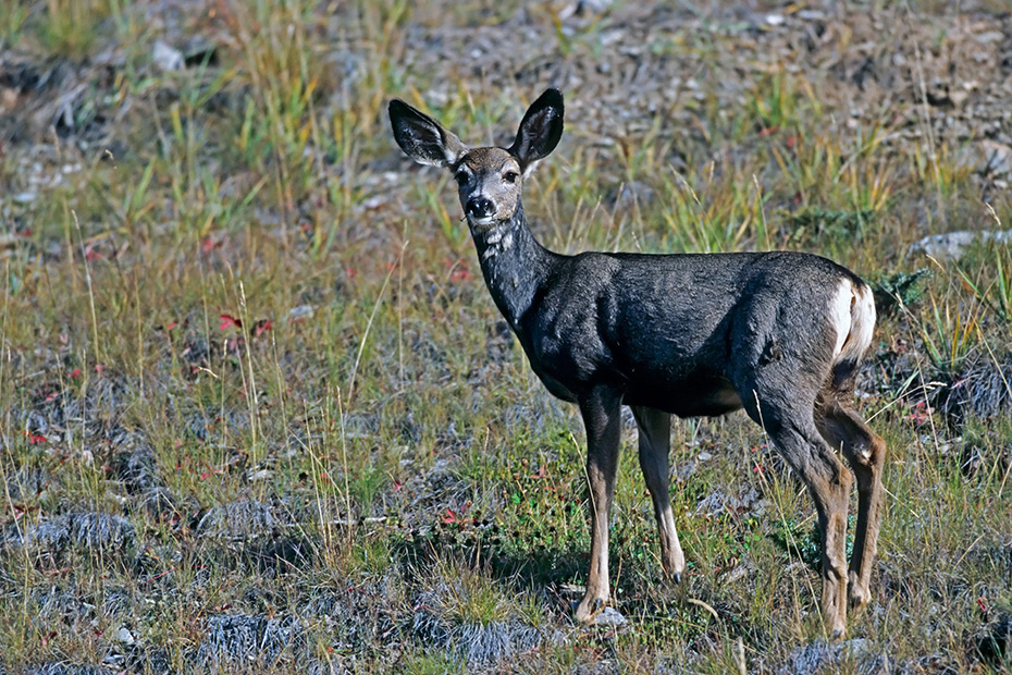 Maultierhirsch, ihren Namen tragen sie aufgrund der grossen Ohren, da diese denen der Maultiere sehr aehnlich sind  -  (Grossohrhirsch - Foto Maultierhirschkalb im Jasper-Nationalpark), Odocoileus hemionus, Mule Deer, it is namned for its ears, which are large like those of the mule  -  (Black-tailed Deer - Photo Mule Deer fawn in the Jasper National Park)