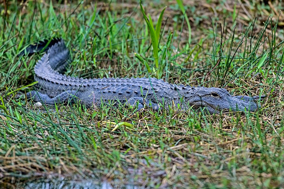 Mississippi-Alligatoren erreichen in der Regel Koerperlaengen von 4 m  -  (Hechtalligator - Foto Mississippi-Alligator in den Everglades in Florida), Alligator mississippiensis, American Alligators reach usually a body length of 4 m  -  (Gator  -  Photo American Alligator in the Everglades)